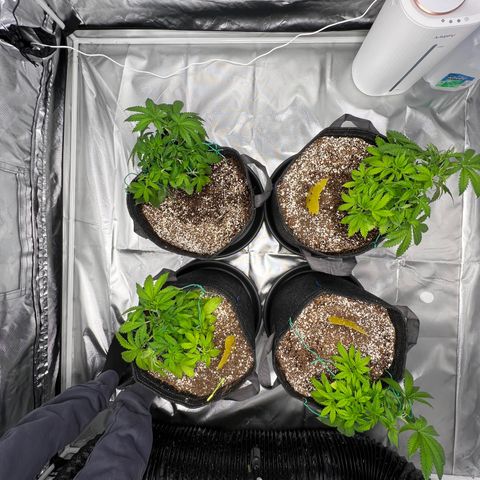 GG#4 growlog timeline photo
