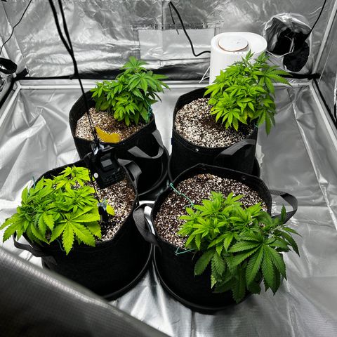 GG#4 growlog timeline photo