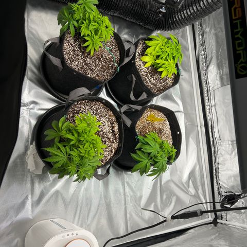 GG#4 growlog timeline photo