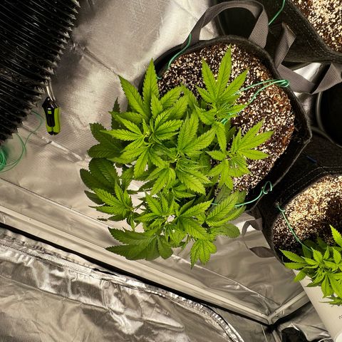 GG#4 growlog timeline photo