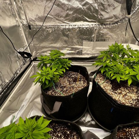 GG#4 growlog timeline photo