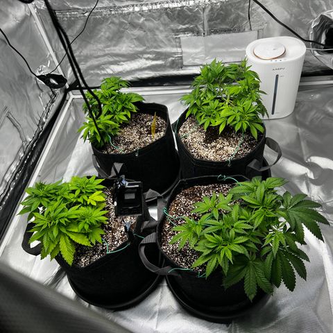 GG#4 growlog timeline photo