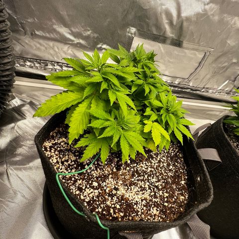 GG#4 growlog timeline photo
