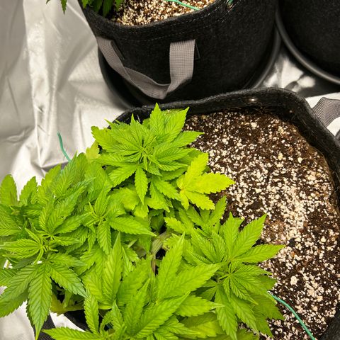 GG#4 growlog timeline photo