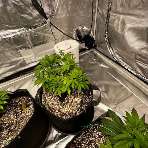 GG#4 growlog timeline photo
