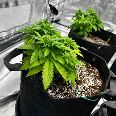 GG#4 growlog timeline photo