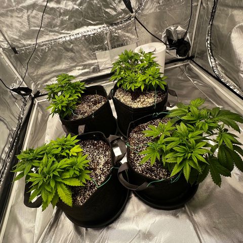GG#4 growlog timeline photo