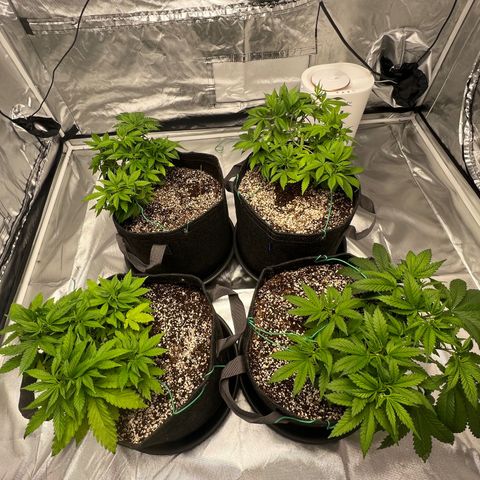 GG#4 growlog timeline photo