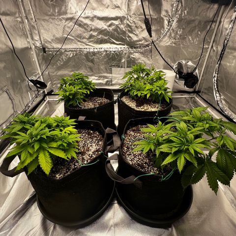 GG#4 growlog timeline photo