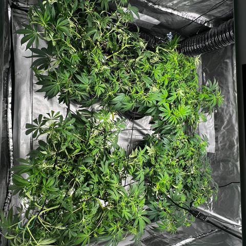 GG#4 growlog timeline photo
