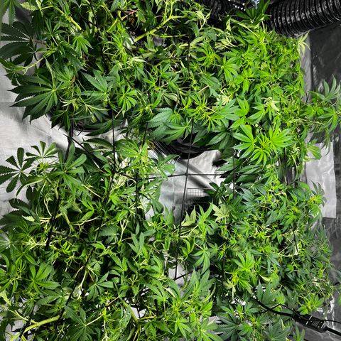 GG#4 growlog timeline photo