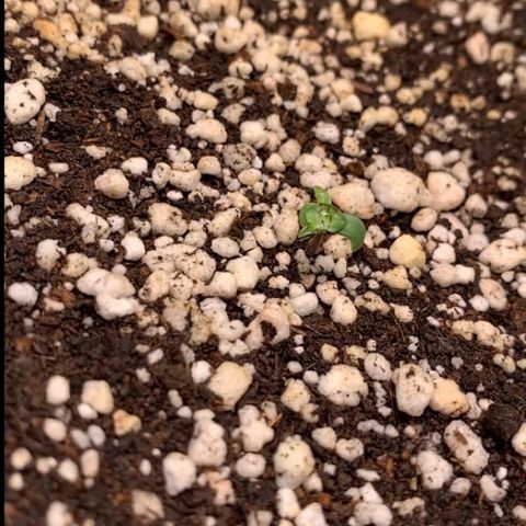 ORIGINAL GELATO/DONA FLORINDA growlog timeline photo