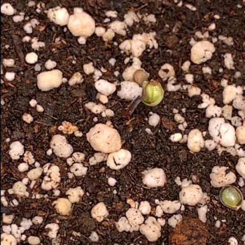 TROPICANA CHERRY/DONA FLORINDA growlog timeline photo