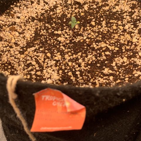 TROPICANA CHERRY/DONA FLORINDA growlog timeline photo