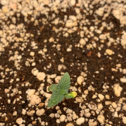 TROPICANA CHERRY/DONA FLORINDA growlog timeline photo