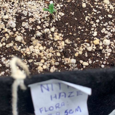 NITRO HAZE/BSF growlog timeline photo