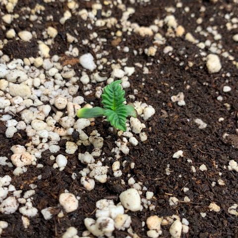 NITRO HAZE/BSF growlog timeline photo