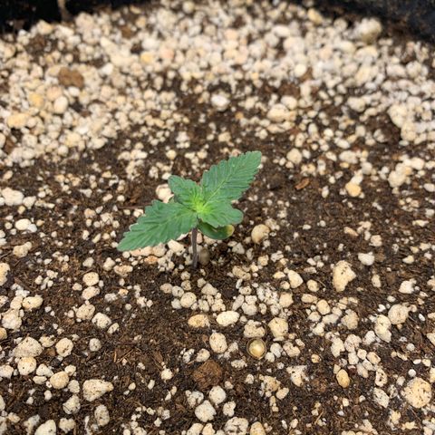 TROPICANA CHERRY/DONA FLORINDA growlog timeline photo