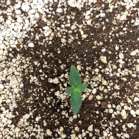 TROPICANA CHERRY/DONA FLORINDA growlog timeline photo