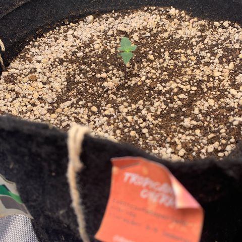 TROPICANA CHERRY/DONA FLORINDA growlog timeline photo