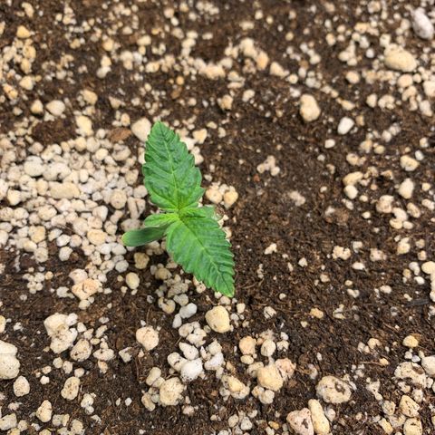NITRO HAZE/BSF growlog timeline photo