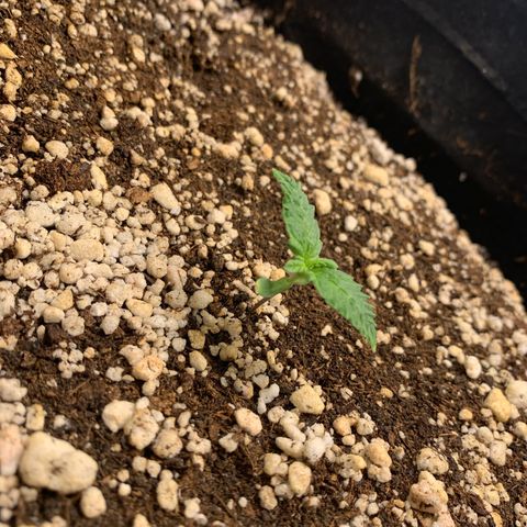 NITRO HAZE/BSF growlog timeline photo