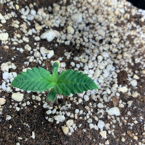 NITRO HAZE/BSF growlog timeline photo