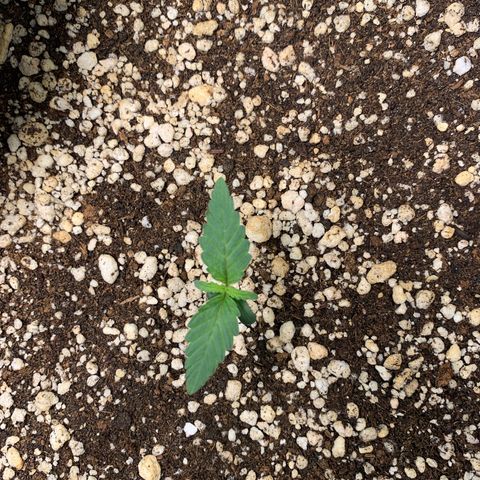 ORIGINAL GELATO/DONA FLORINDA growlog timeline photo