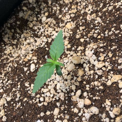 ORIGINAL GELATO/DONA FLORINDA growlog timeline photo