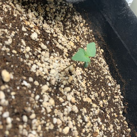 ORIGINAL GELATO/DONA FLORINDA growlog timeline photo