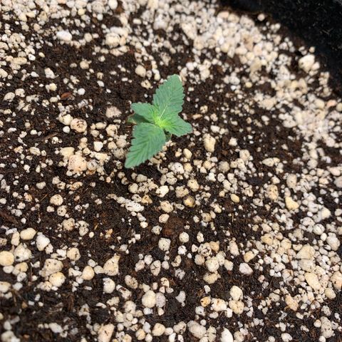 TROPICANA CHERRY/DONA FLORINDA growlog timeline photo