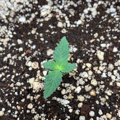 TROPICANA CHERRY/DONA FLORINDA growlog timeline photo