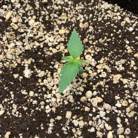 ORIGINAL GELATO/DONA FLORINDA growlog timeline photo