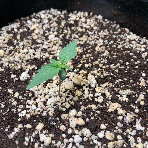 ORIGINAL GELATO/DONA FLORINDA growlog timeline photo