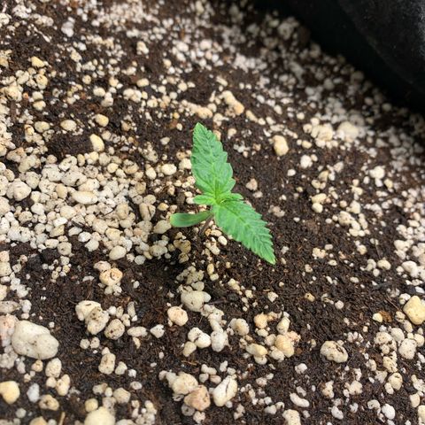 NITRO HAZE/BSF growlog timeline photo