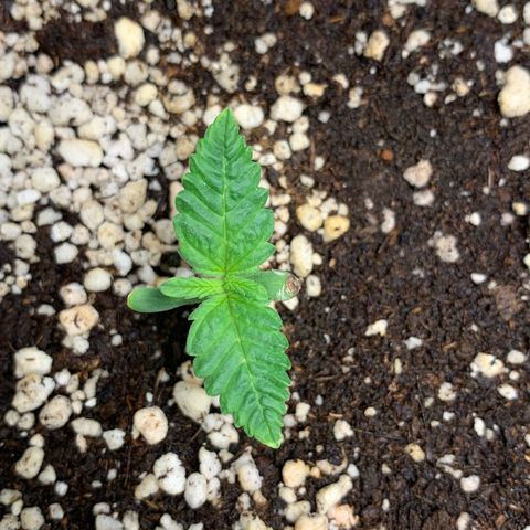 NITRO HAZE/BSF growlog timeline photo