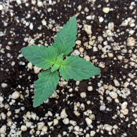 TROPICANA CHERRY/DONA FLORINDA growlog timeline photo