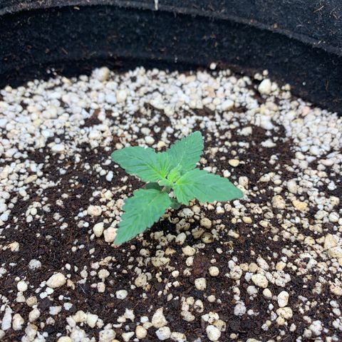 TROPICANA CHERRY/DONA FLORINDA growlog timeline photo