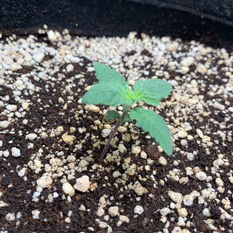 TROPICANA CHERRY/DONA FLORINDA growlog timeline photo