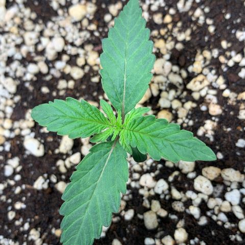 ORIGINAL GELATO/DONA FLORINDA growlog timeline photo
