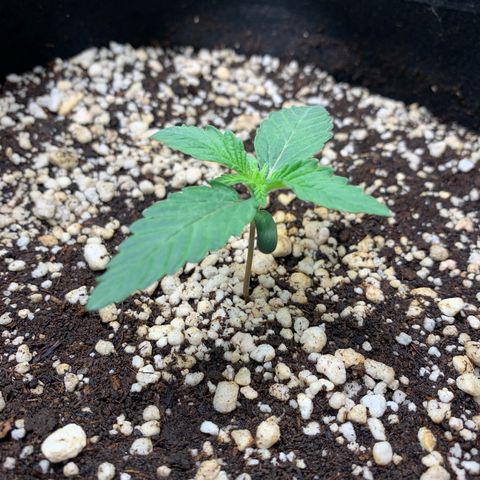 ORIGINAL GELATO/DONA FLORINDA growlog timeline photo