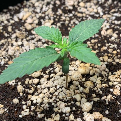 ORIGINAL GELATO/DONA FLORINDA growlog timeline photo