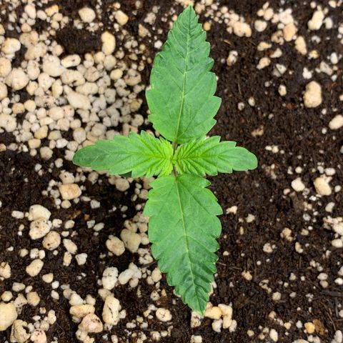 NITRO HAZE/BSF growlog timeline photo