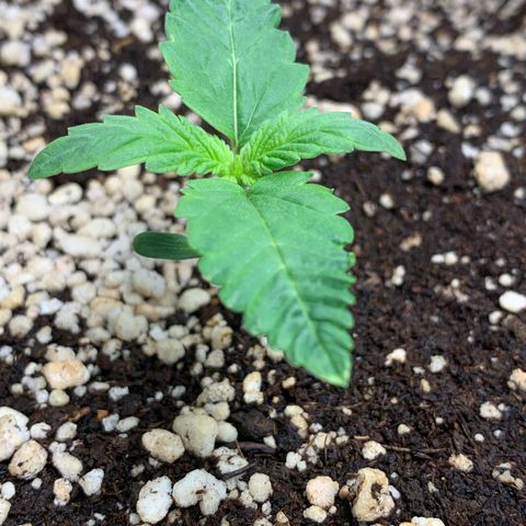 NITRO HAZE/BSF growlog timeline photo