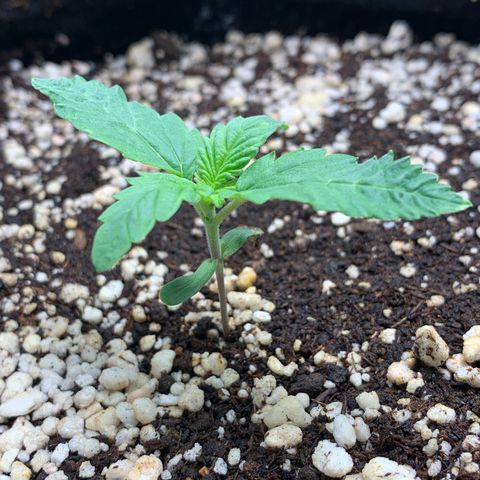 NITRO HAZE/BSF growlog timeline photo