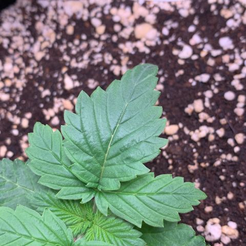 NITRO HAZE/BSF growlog photo: Observação: apresentando pequenos enrugamentos nas folhas e um leve queimado na ponta de uma das folhas. Rega feita apenas 1l de água sem fertilizante 