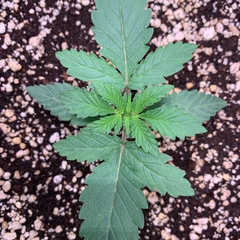 ORIGINAL GELATO/DONA FLORINDA growlog timeline photo