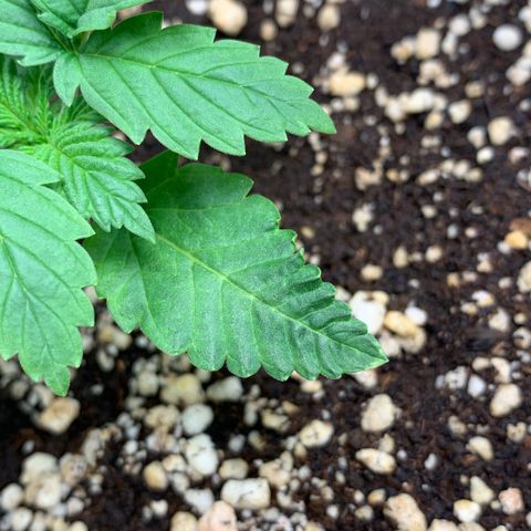 NITRO HAZE/BSF growlog photo: Observação: apresentando pequenos enrugamentos nas folhas e um leve queimado na ponta de uma das folhas. Rega feita apenas 1l de água sem fertilizante 