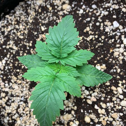 NITRO HAZE/BSF growlog photo: Observação: apresentando pequenos enrugamentos nas folhas e um leve queimado na ponta de uma das folhas. Rega feita apenas 1l de água sem fertilizante 