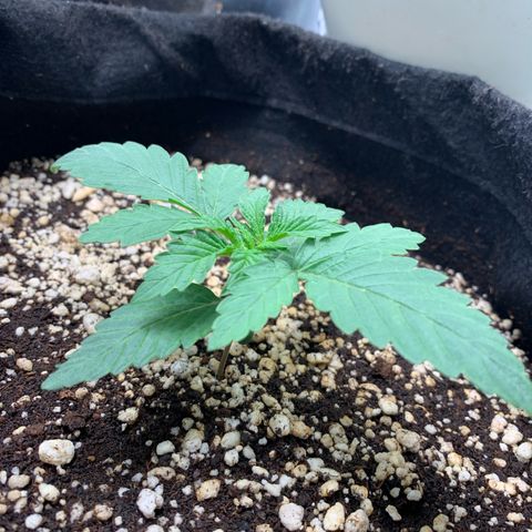 ORIGINAL GELATO/DONA FLORINDA growlog timeline photo